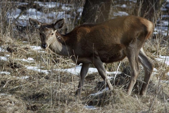 Vychudnutá po ťažkej zime...