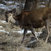 Vychudnutá po ťažkej zime...