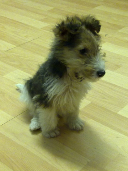 Arko of Slovakia Vineyard