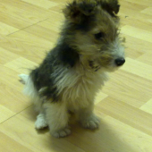 Arko of Slovakia Vineyard