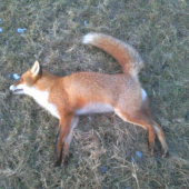 Síce bez snehu ale sezóna zahájená