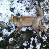 Miesto muflóna prišiel lišiak.