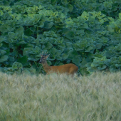 Podvečerný srnček
