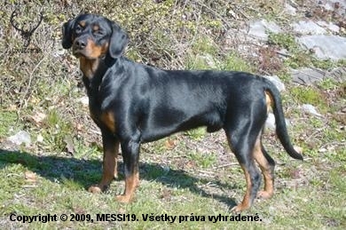 kamaratov pes