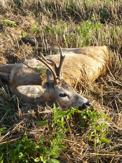 Nepravidelný desatorák