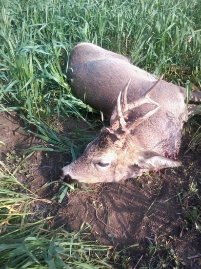 Bronzový bonbónik z Maďarska