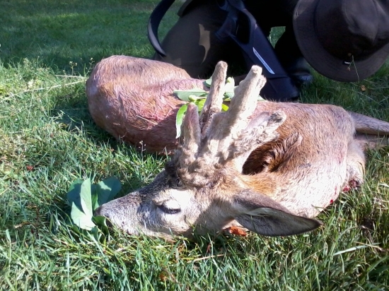 Parochniar z Madarska