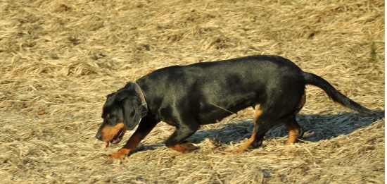 a uz stopuje(trenink)