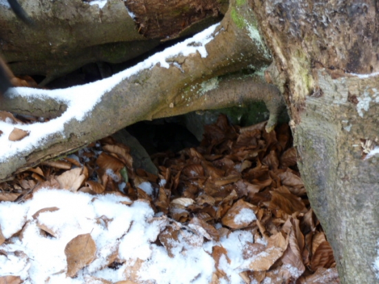 liscia nora este prazdna