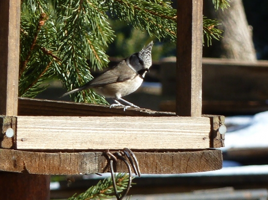 sykorka chochlata na ranajkach