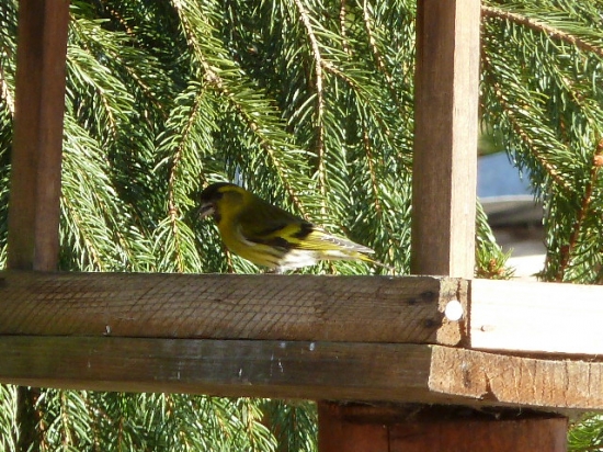 (stehlik)zltacik na ranajkach