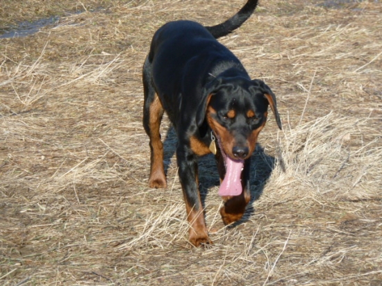 Imo s jazykom po zem.