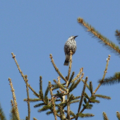 oresnica perlava