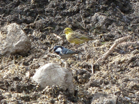 strnadka+sykorka