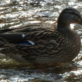 kacka u mna v potoku bystrianka