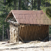 senik pod gaplom