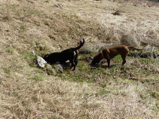 tatran+parola ked je smad.