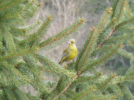 stehlik