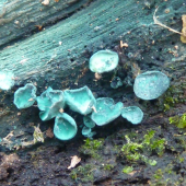 huby(zelenica obycajna)