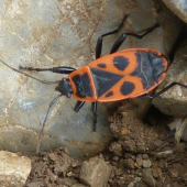 cifrusa
