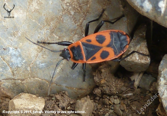 cifrusa