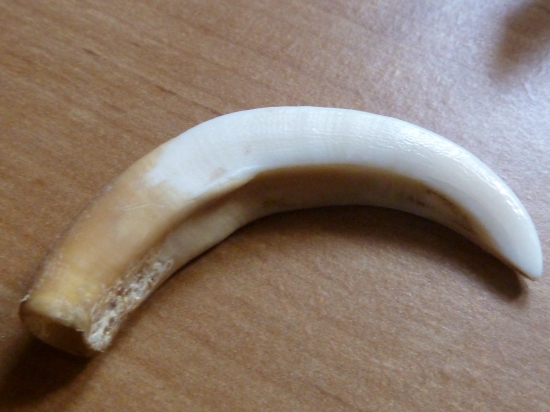 z diviacika co som nasiel lebku.