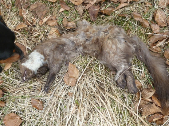 kuna skalna(nasli ju psy)pod horou na luke.