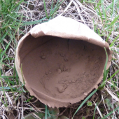 prachnivka