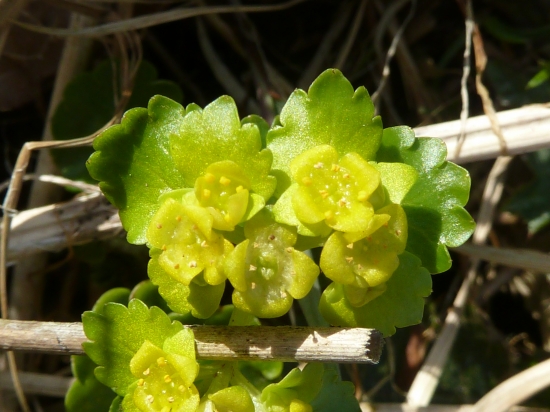 slezinovka striedavolistá