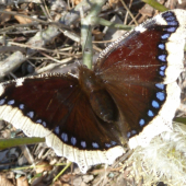 motyl.