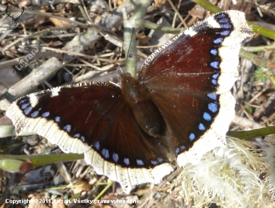 motyl.
