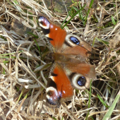 motyl.