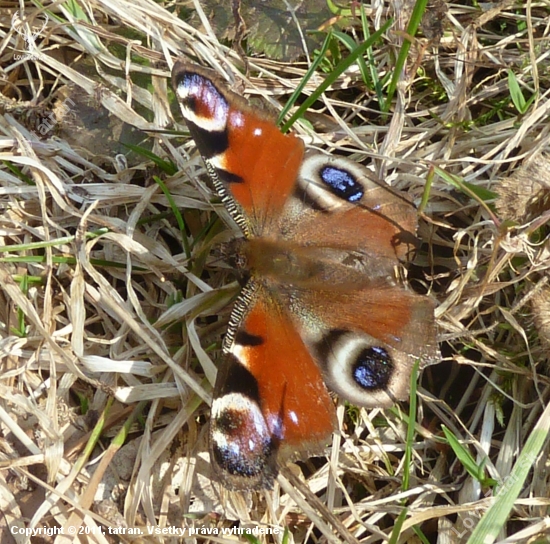 motyl.