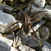 pavuk.