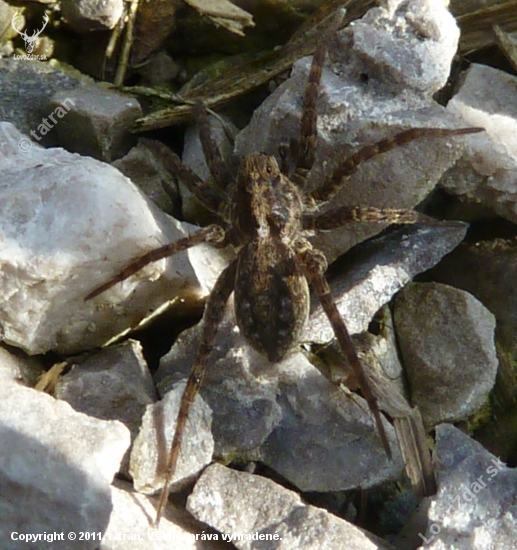 pavuk.