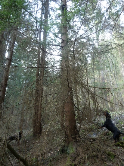 skoro bola nasa uz je vysoko macka