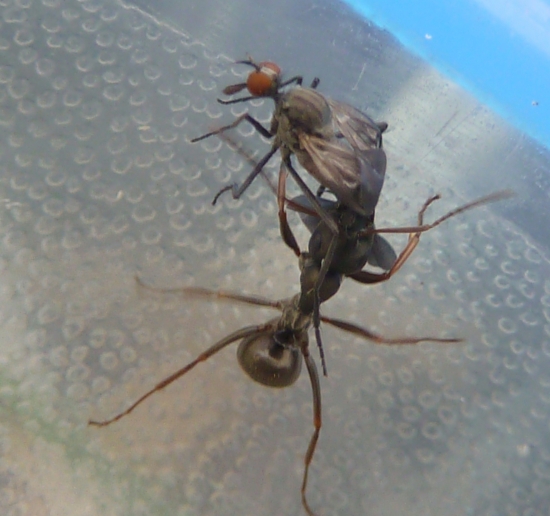 mravec s ulovenou muchou.