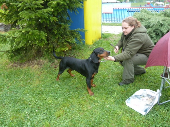 vystava psov B.Bystrica.