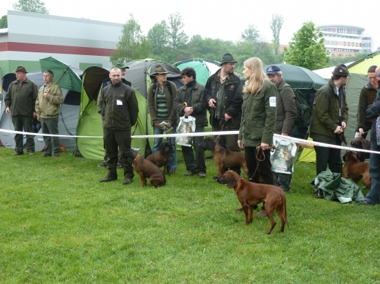 vystava psov B.Bystrica.
