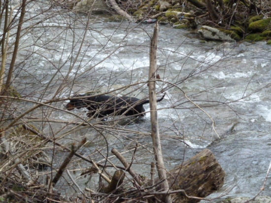 za mackou aj cez potok.