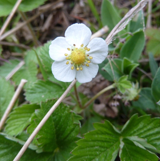 lesna jahoda v kvete.