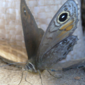 motyl.