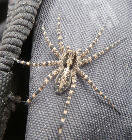 pavuk sa mi vyhrieval na ruksaku.