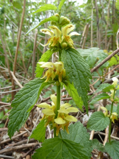 lesny kvietok.(hluchavnik zlty)