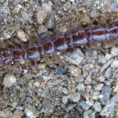 stonozka.