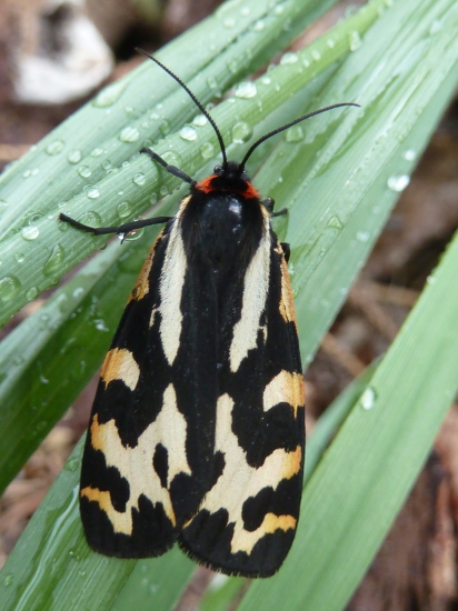 pekny maskac.spriadač skorocelový(samica)Parasemia plantaginis.