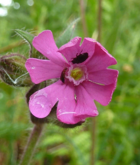 lesny kvietok schovava chrobaky pred dazdom.