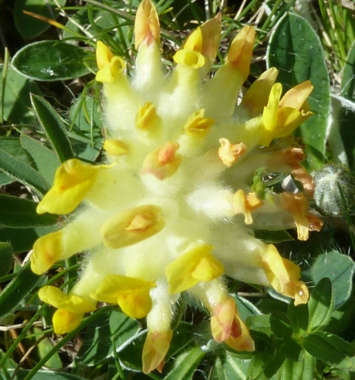 lucny kvietok.(bôlhoj lekársky)