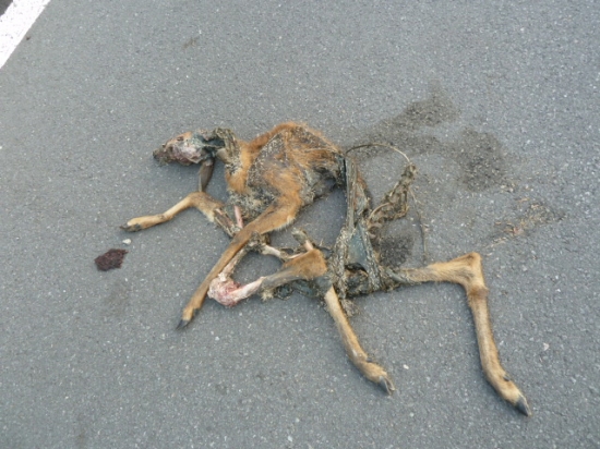 jelienca nebolo zrazene ale to tam bolo do trepane asi liskou.