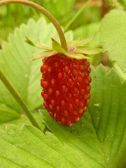 lesna jahoda, bola fajna.